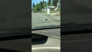 Momma Rabbit Saves Her Baby From Attacking Crow