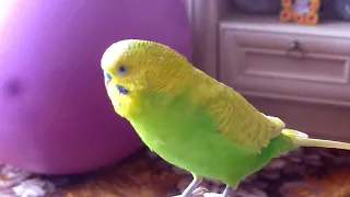 Где любит спать ПОПУГАЙ // МИЛЫЙ ВОЛНИСТЫЙ ПОПУГАЙ ТОША//PARROT//зеленый попугайчик TV