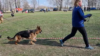 Монопородная выставка немецких овчарок, г.Белгород.