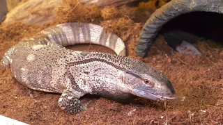 LARGER MICE FOR BABY BLACK THROAT MONITOR FEEDING TIME!