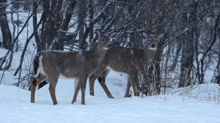 Doe with her twins