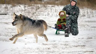 Отец не мог спасти дочь от болезни, тогда он запряг волка в сани и произошло невообразимое