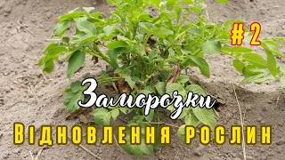 Заморозки:  як відновлюється картопля після  застосування біодинамічних препаратів