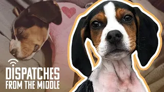 Dog Born With Backwards Paws Gets Life-Changing Surgery | Dispatches From The Middle