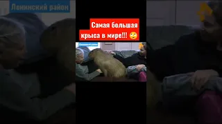 самая большая крыса в мире #shorts