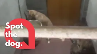 Footage shows a dog's escape after surviving hours locked inside a bathroom - with a LEOPARD | SWNS