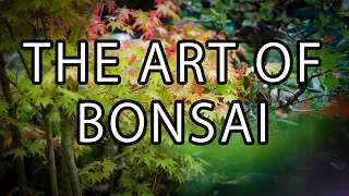 The Art of Bonsai  | Documentary Short