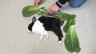 Waking a Sleeping Rabbit FAIL and rabbit poops when you touch his tail