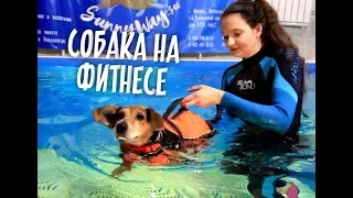 Собака учится ходить и плавать! Центр реабилитации для собак.