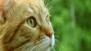 The Parakit - Save Me в сопровождении котов и котят!