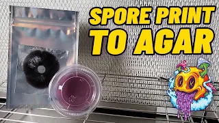 Spore Print & Spore Swab To Agar (My First Time) - Spore Print To Flush EP2