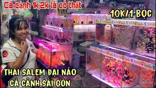 Thái Salem đại náo shop Cá Cảnh Sài Gòn về đêm tậu 2 cái máy chùi kính