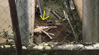 Go home late, she begged her owner to open the gate but he ignored her pain