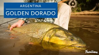 Golden Dorado | Argentina