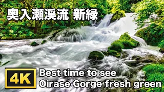 【奥入瀬渓流 新緑】青森県十和田市 | 2021年6月30日撮影 | 4K映像 | Best time to see Oirase Gorge fresh green