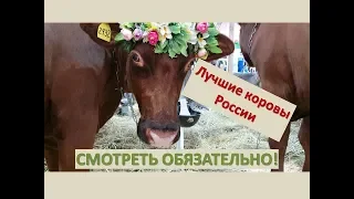 Обзор пород КРС//Парад коров//Дойка