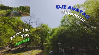 AVATA2 Cinematic(second run) - in to the forest #djiavata2 #dronecinematic