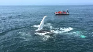 Whales in Nova Scotia