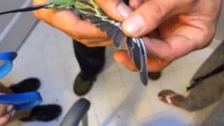 How To Clip Parakeet Wings Perfectly - Every Time!!!