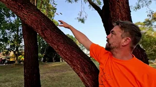 Ep. 6  FAILED eucalypt removal