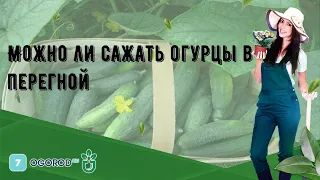 Можно ли сажать огурцы в перегной