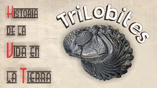 HVT   Trilobites mini documental