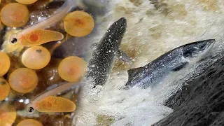 Atlantic Salmon International Research Station on the River Bush, Northern Ireland