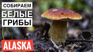 Белые Грибы в Штате Аляска Северная Америка Хороший Урожай  Mushroom Hunting in Alaska King Bolete