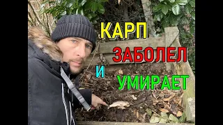 Карпы заболели и умирают. Пруд на участке даче своими руками