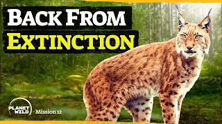 The return of Europe's largest wild cat