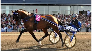 2016 International Trot - Timoko -