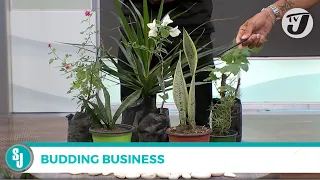 Budding Business | TVJ Smile Jamaica