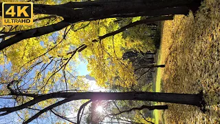 Golden Autumn in Moscow, Vorobyovy gory (Sparrow Hills), MSU 09.10.21, 4K video quality