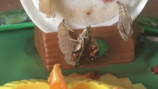 Insect Lore-Growing Butterflies at home
