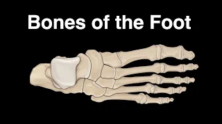 Bones of the Foot