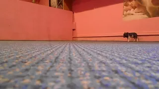 Cute Piglet Zoomies