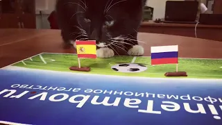 Тамбовский кот предугадал победу России в матче с Испанией