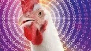 Crazy Chicken Song!!