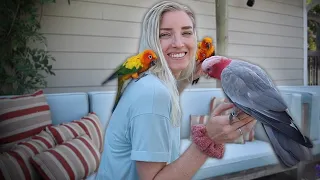 My Advice to NEW Parrot Owners