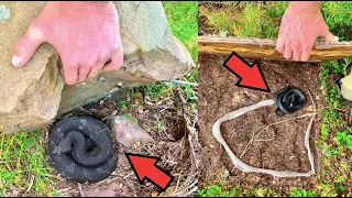 INSANE Board Flipping For SNAKES! Hognose Under a Rock?!