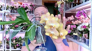 these orchids from 75 to 81 I give a REVIEW of blooming orchids