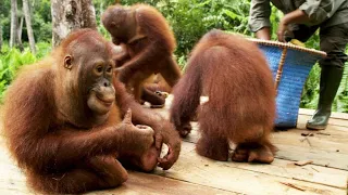 A Young Orangutan Gets Put on a Strict Diet