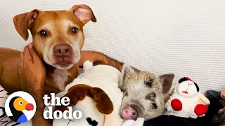 Tiny Piglet Snuggles With Anxious Rescue Dog | The Dodo