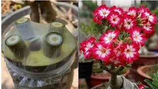 4 Best Grafting Method Adenium | Desert Rose Plant Graft