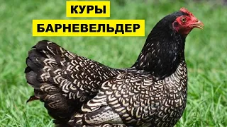 Разведение кур породы Барневельдер как бизнес идея | Птицеводство | Куры Барневельдер