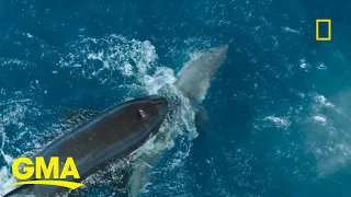 Orca takes down great white shark on camera