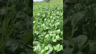 harvesting pechay,Nene in Marcos, Roxas, Isabela