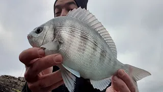 PECHE de DORADES à fond à la coque et à l'arénicole