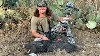 Spot And Stalk South Texas JAVELINA With a Bow! {Catch Clean Cook}