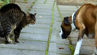 Cat Reaction to Cutting Cake - Funny Dog Cake Reaction Compilation | Pets Kingdom